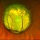 Coloboma Coloboma