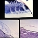 Slide 9-57 Slide 9-57