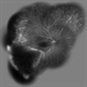 Familial Exudative Vitreoretinopathy (FEVR) Familial Exudative Vitreoretinopathy (FEVR)