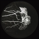 Sickle SC Sea Fan FA Early Phase Sickle SC Sea Fan FA Early Phase