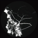 Sickle SC Sea Fan Sickle SC Sea Fan