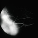 Sickle SC Sea Fan Sickle SC Sea Fan
