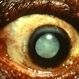 Mature Lens
