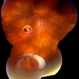 Dislocated Lens