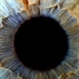 Iris as Art