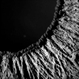 Iris as Art