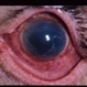DR Rubeosis