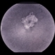 ARMD Laser Rx ARMD Laser Rx
