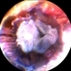 Retina Flower 2 Retina Flower 2