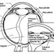 Classic Human Vitreous Anatomy Classic Human Vitreous Anatomy