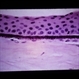 Slide 2-41