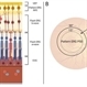 Summary of Retinal Origins of Various Electroretinographic Components